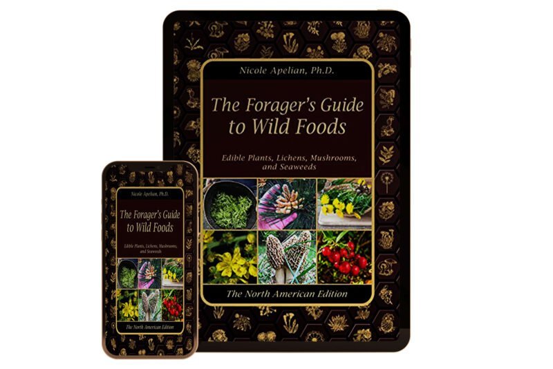 The-Forager’s-Guide-to-Wild-Foods-by--Claude-Davis,-Nicole-Apelian-Cover-eBook