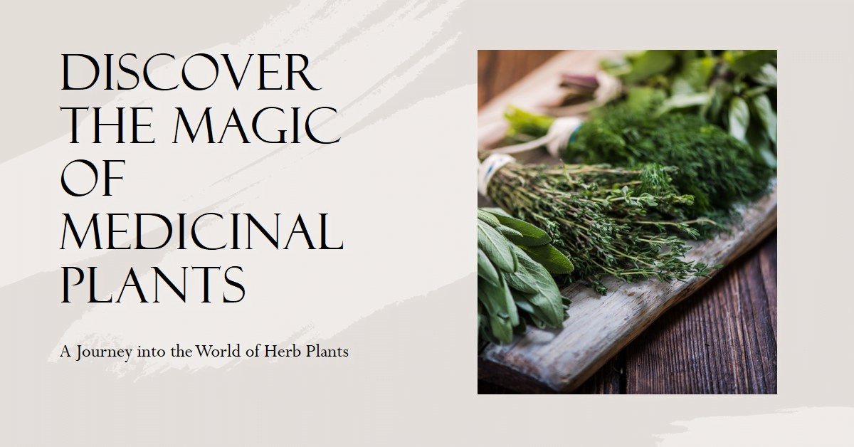 Discover the Magic of Medicinal Plants - A Journey into the World of Herb Plants
