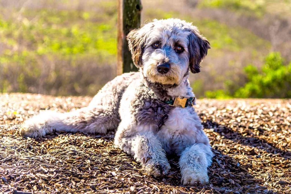 Aussiedoodle - Top 20 Smartest Dog Breeds In The World