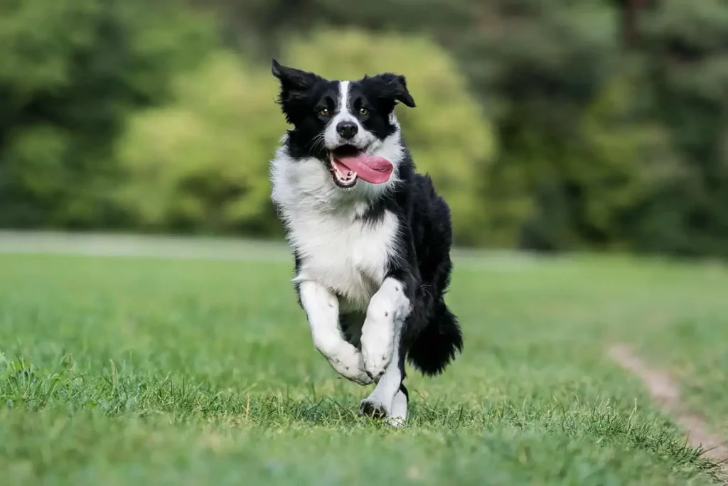 Border Collie - Top 20 Smartest Dog Breeds In The World