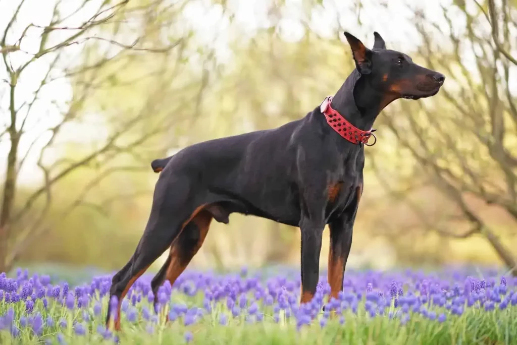 Doberman Pinscher - Top 20 Smartest Dog Breeds In The World