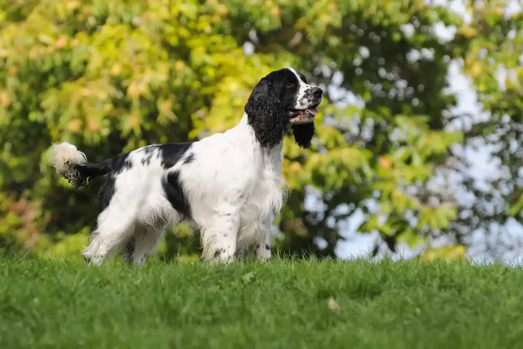 English Springer Spaniel - Top 20 Smartest Dog Breeds In The World