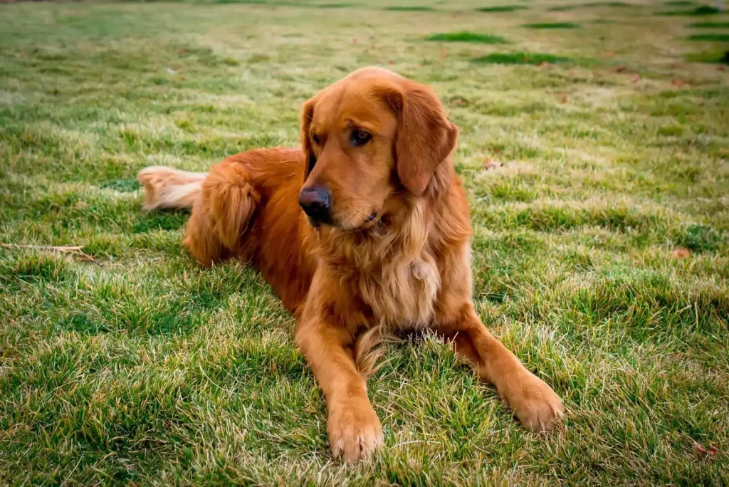 Golden Retriever - Top 20 Smartest Dog Breeds In The World