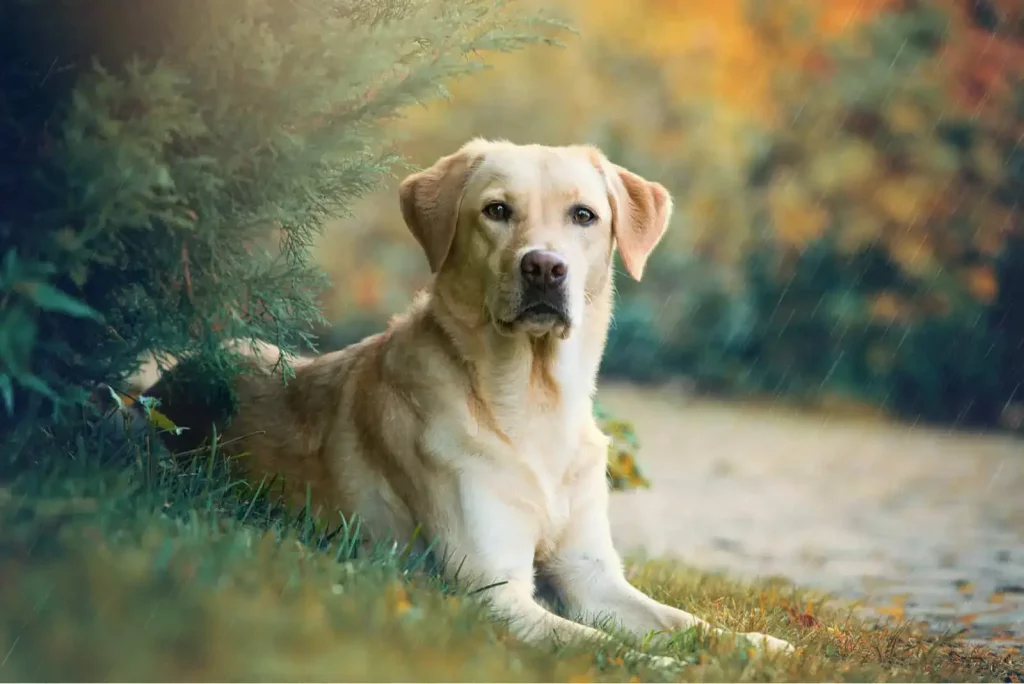 Labrador Retriever - Top 20 Smartest Dog Breeds In The World