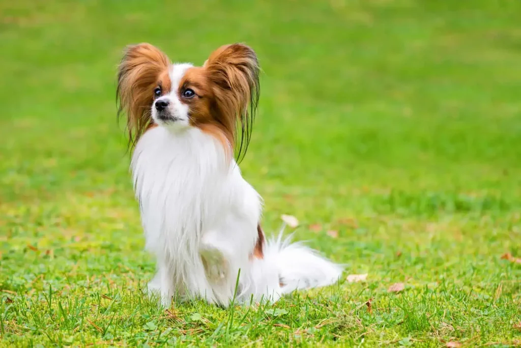 Papillon - Top 20 Smartest Dog Breeds In The World