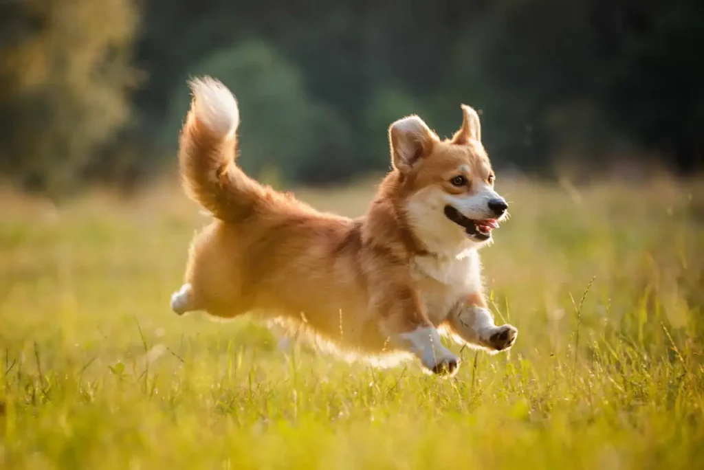 Pembroke Welsh Corgi - Top 20 Smartest Dog Breeds In The World