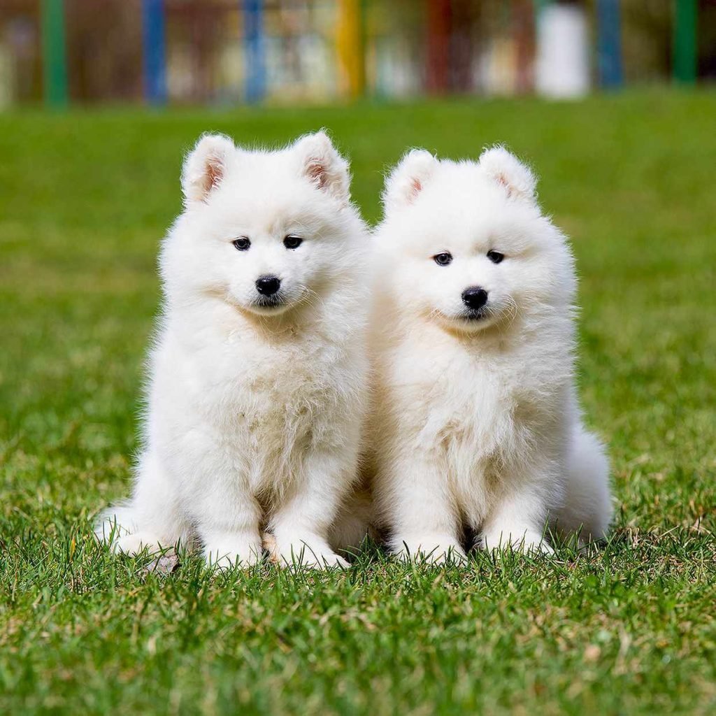 Samoyed - Top 20 Smartest Dog Breeds In The World
