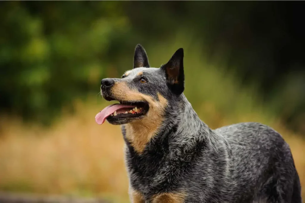 The Australian Cattle Dog - Top 20 Smartest Dog Breeds In The World