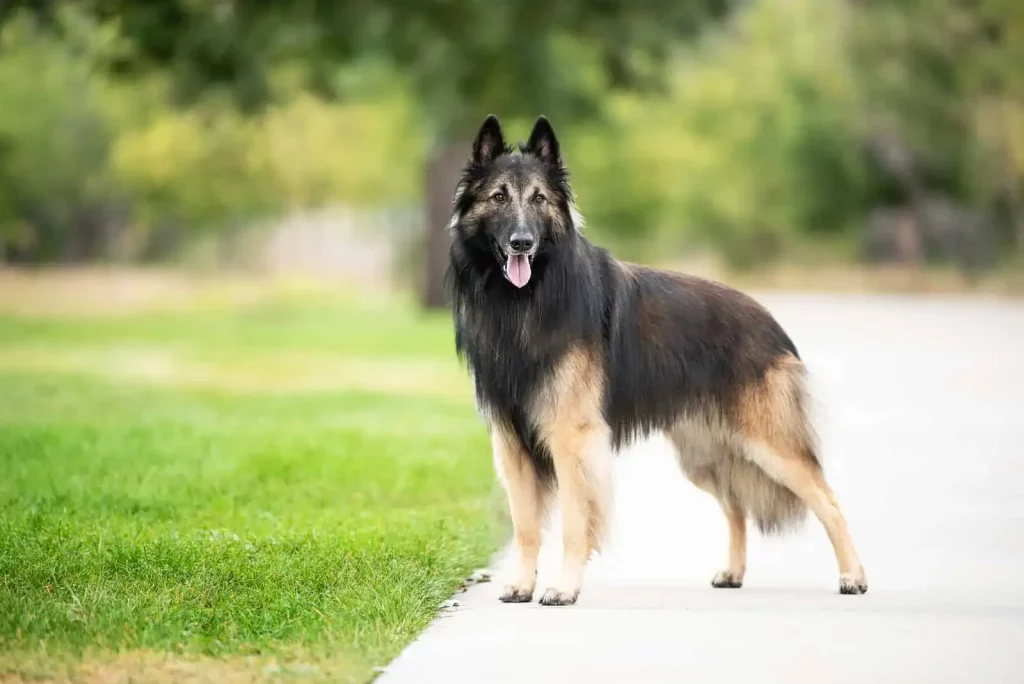 The Belgian Tervuren - Top 20 Smartest Dog Breeds In The World