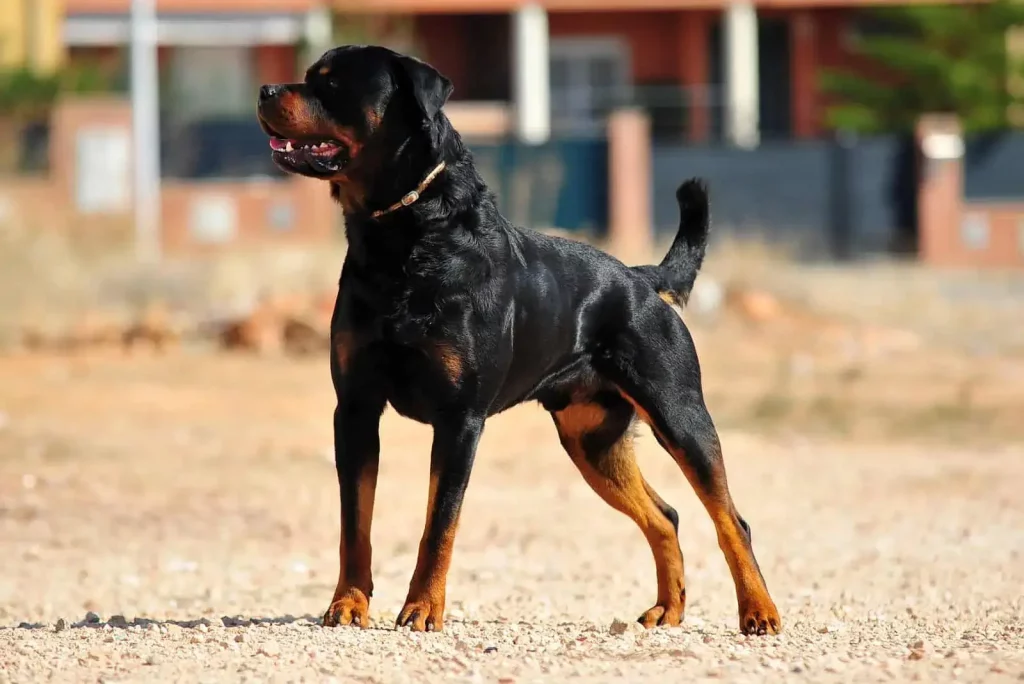 The Rottweiler - Top 20 Smartest Dog Breeds In The World