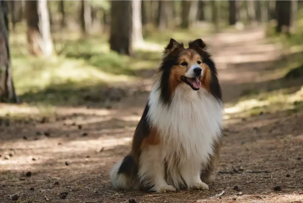 The Shetland Sheepdog - Top 20 Smartest Dog Breeds In The World