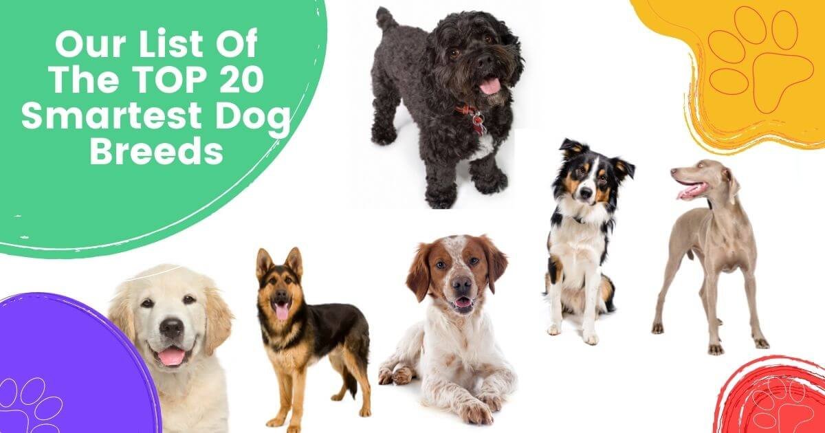 top-20-smartest-dog-breeds (11)